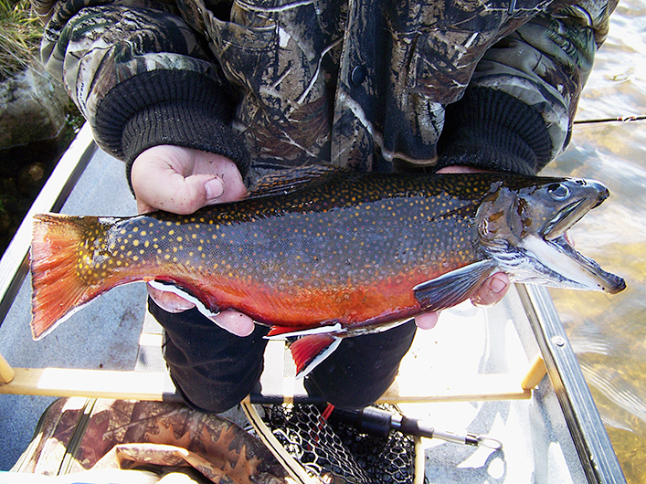091711colorfultrout.jpg